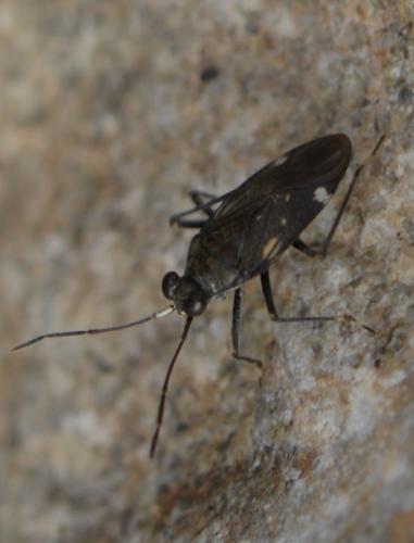 Réf. 295 231 : Macrosaldula variabilis